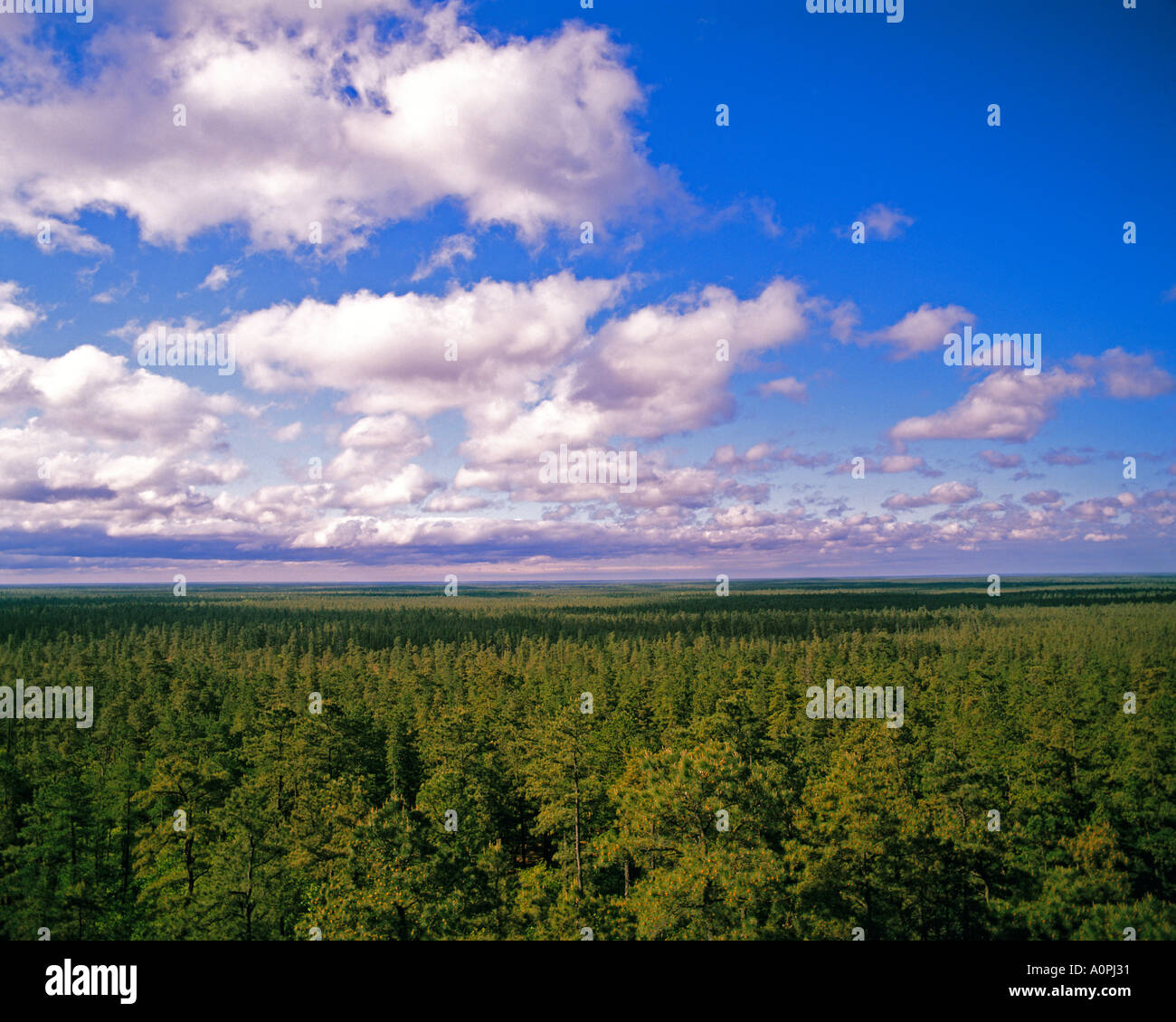 Pine Barrens im Frühjahr gesehen von Apple Pie Hill Wharton Staatswald New Jersey Stockfoto