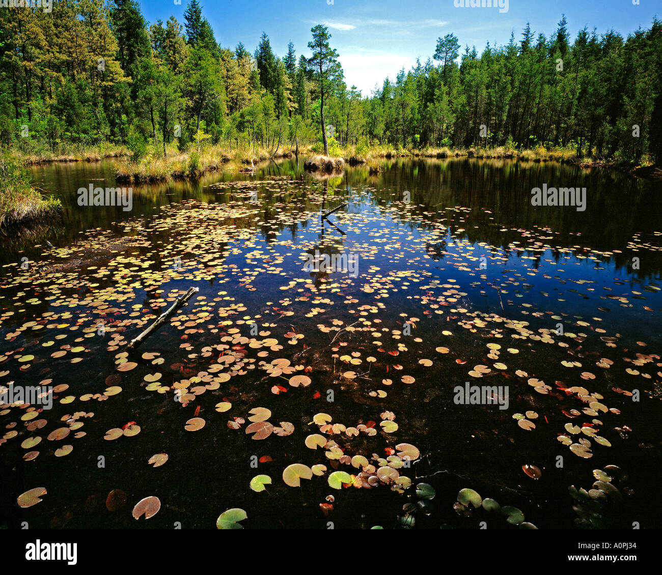 Pakim Teich im Frühjahr Libanon Staatswald Pine Barrens New Jersey Stockfoto