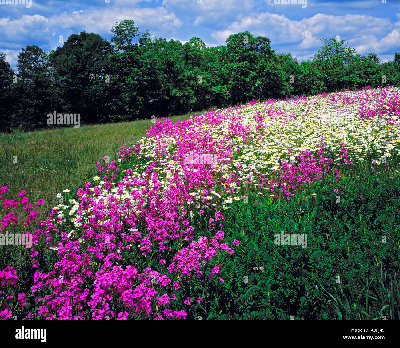 Phlox Daisy blüht im Frühjahr Parvin Staatspark Pine Barrens südlichem New Jersey Stockfoto