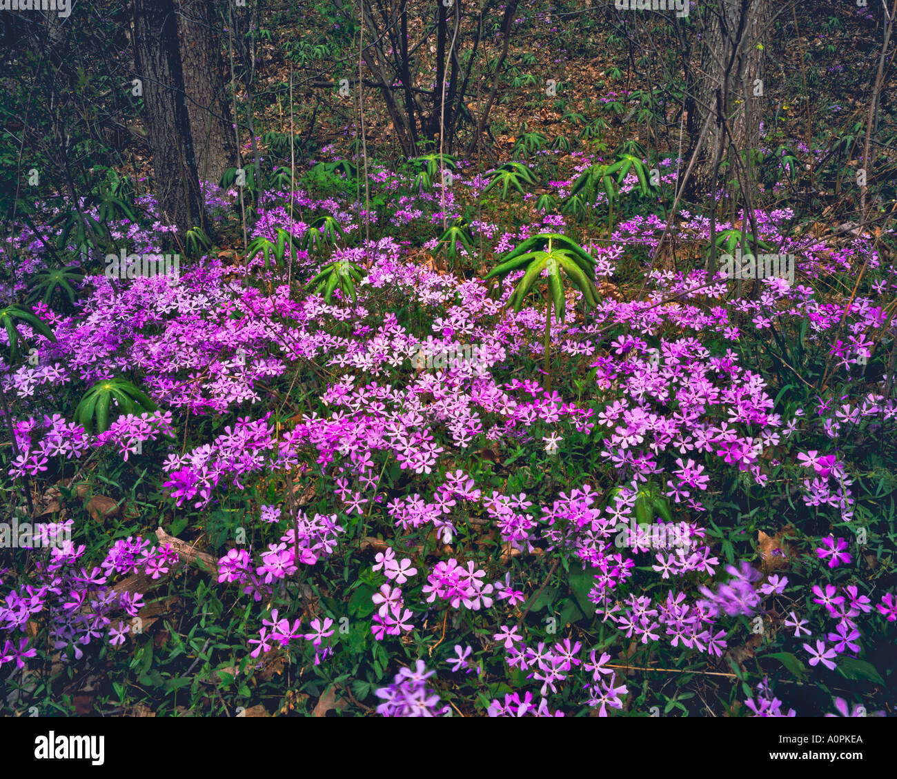 Phlox blüht im Wald Wayne National Forest in der Nähe von Ohio River Bridge Scenic Byway Ohio abgedeckt Stockfoto