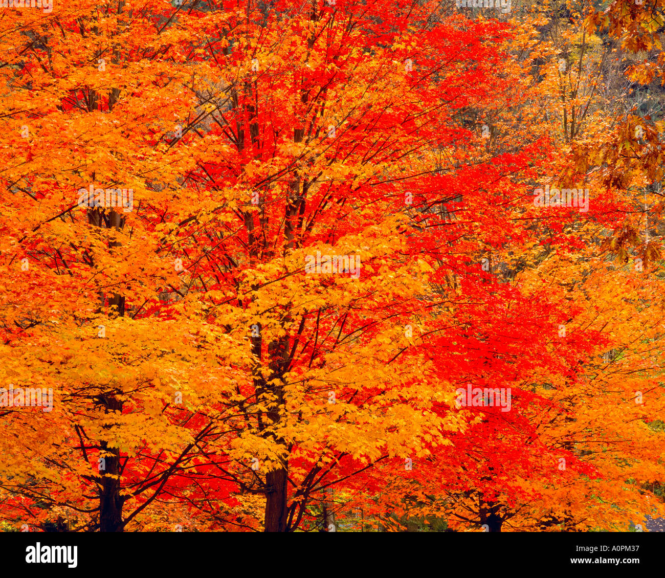 Lebendige Ahornbäume im Herbst Welt s Ende State Park Loyalsock Fluss Appalachen Pennsylvania Stockfoto