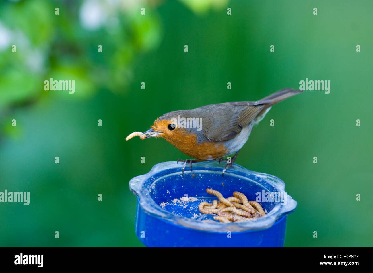 Robin Erithacus Rubecula Fütterung auf Mehlwürmer im Garten Feeder Kent UK Stockfoto