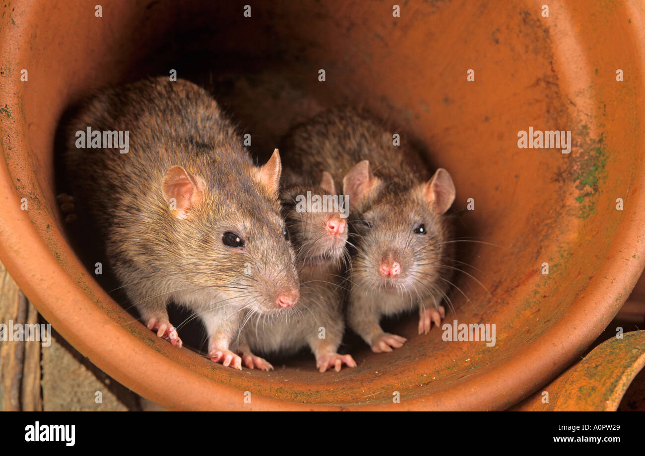 Braune Ratten Rattus Norvegicus Im Gartenhaus Auf Der Suche Nach