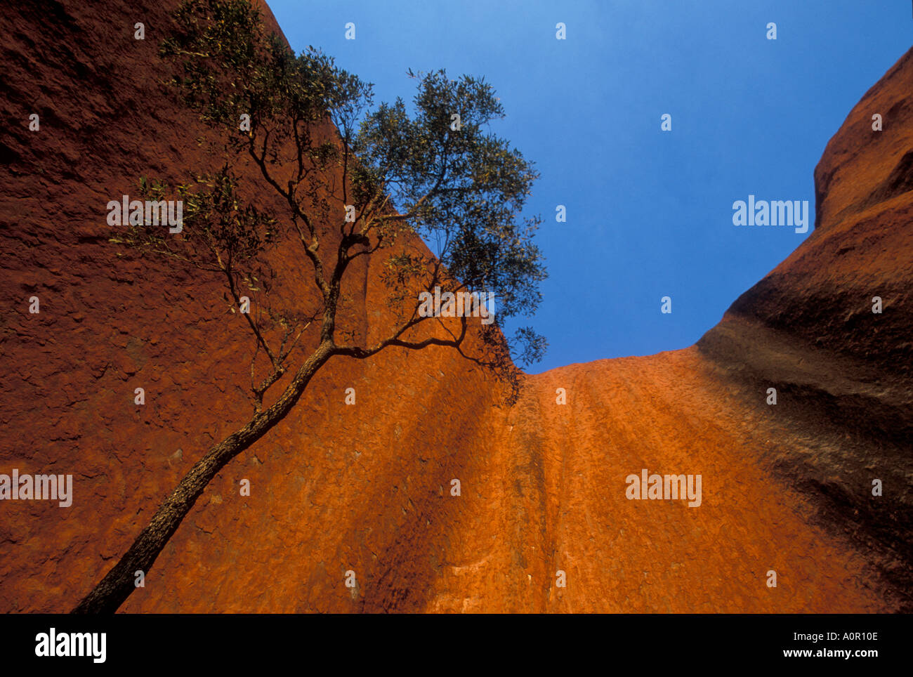 Australien Ayers Rock Uluru Wüste Bloodwood Baum und schiere Sandsteinwand Stockfoto