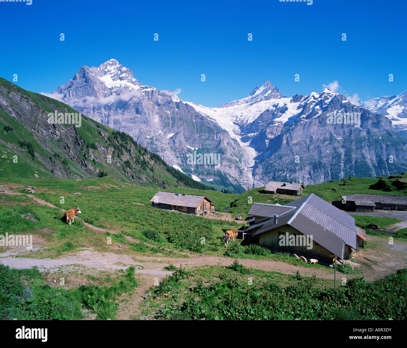 Wetterhorn 3701m und Schreck-4078m Berner Oberland Schweizer Alpen der Schweiz Europa Stockfoto