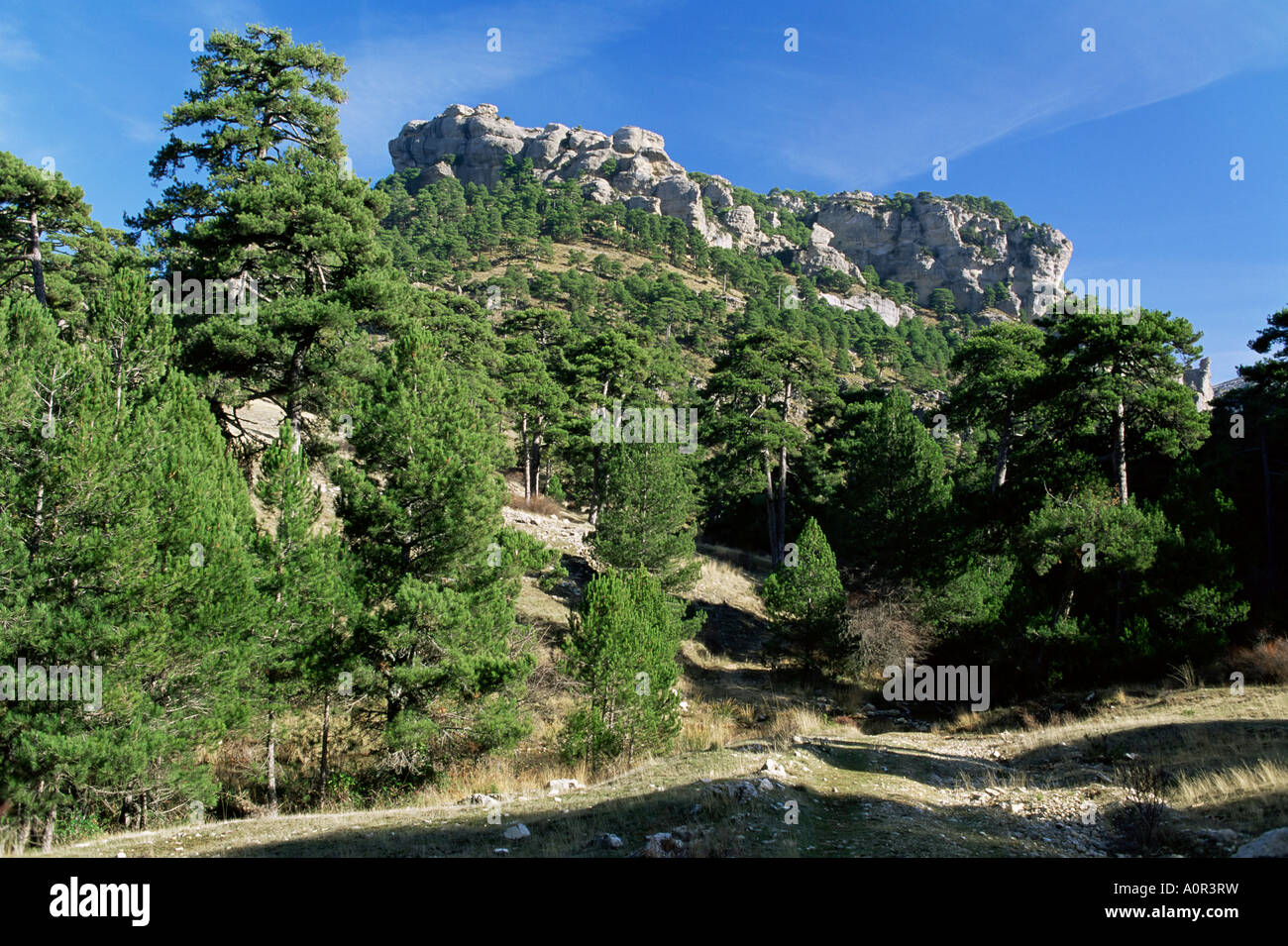 Sierra de Cazorla 2000 m Cazorla Nationalpark Jaen Provinz Andalusien Spanien Europa Stockfoto