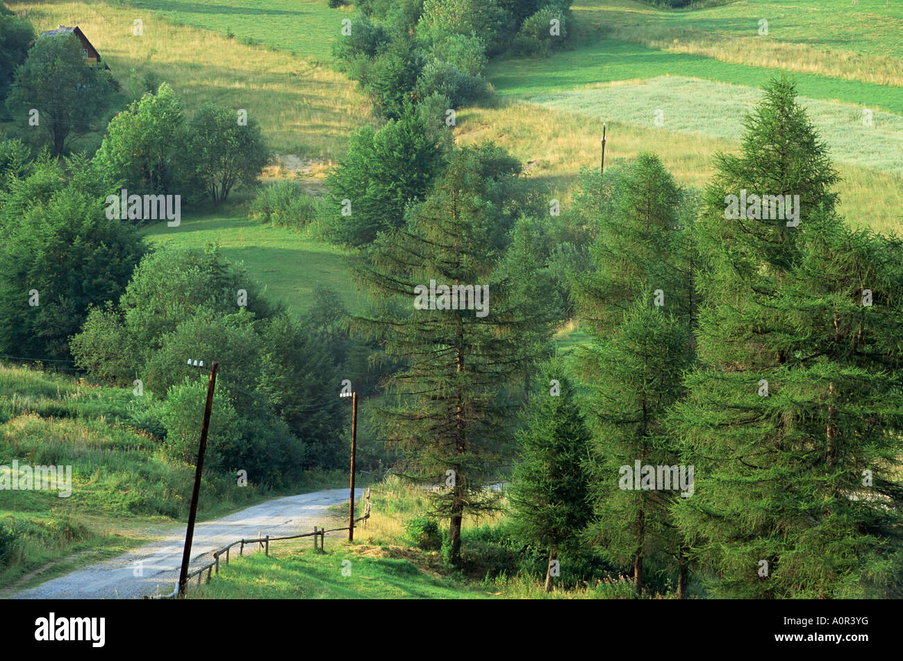 Gasse in der Nähe der polnischen Grenze in der Nähe von Zdiar hohe Tatra Slowakei Europa Stockfoto