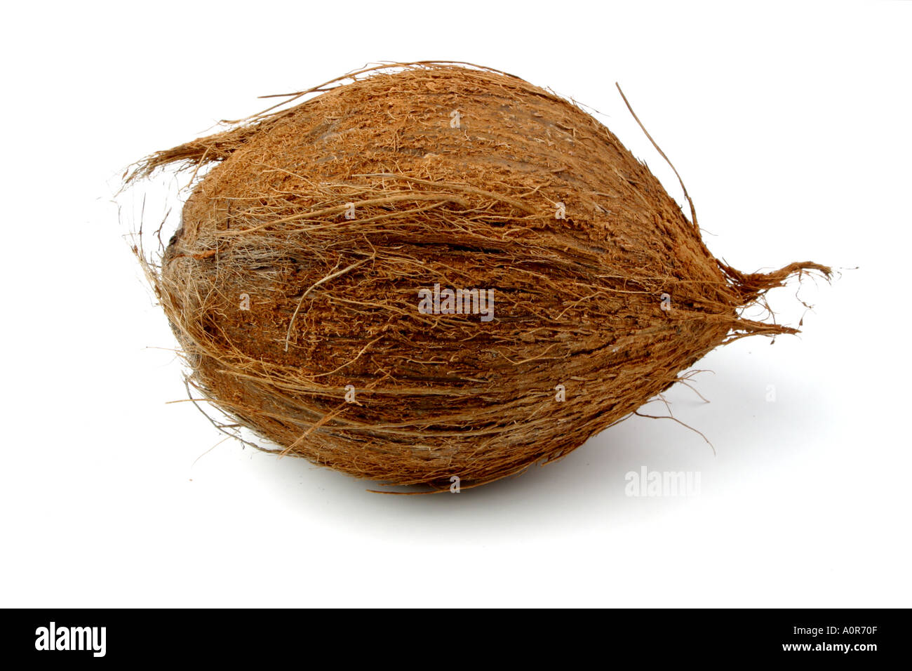 Stillleben mit einer Kokosnuss isoliert auf weißem Hintergrund Stockfoto