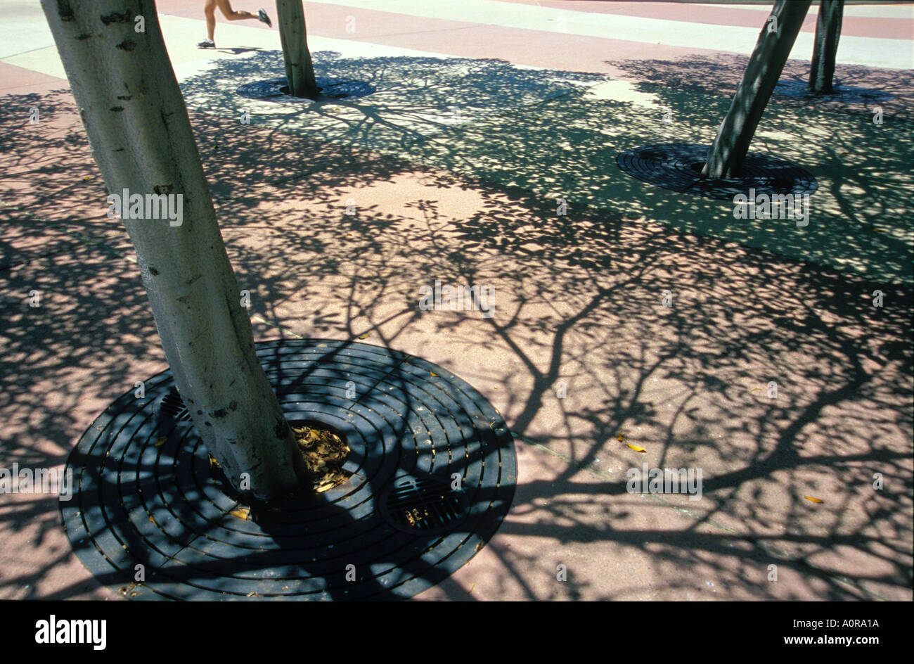 Ein Jogger führt vorbei an einigen städtischen Bäume fotografiert von Alan Haynes Stockfoto