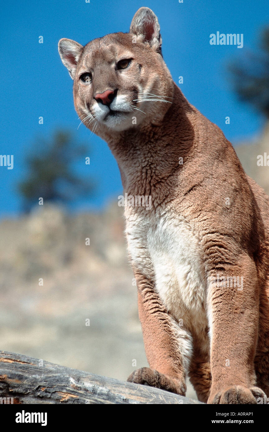 PUMA Berglöwe Silberloewe Puma Stockfoto, Bild PUMA Berglöwe Silberloewe Puma Stockfoto, Bild
