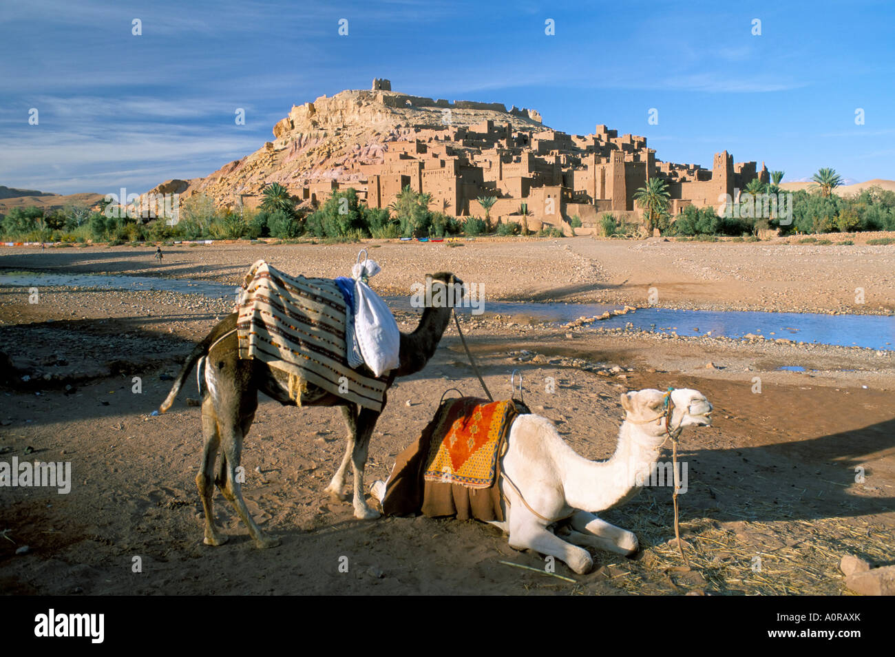 Kamele Flussufer mit Kasbah Ait Benhaddou Ait Ben Haddou UNESCO World Heritage Site im Hintergrund in der Nähe von Ouarzazate, Marokko Stockfoto
