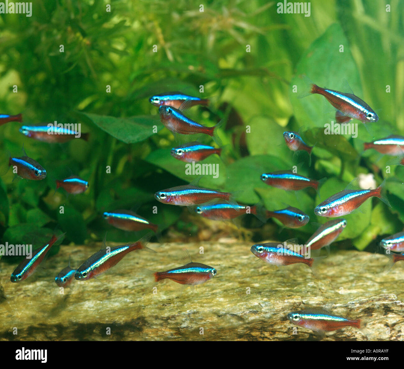 Cardinal Tetra Stockfoto