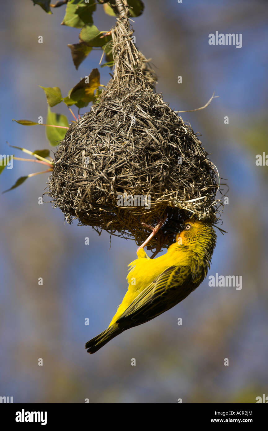 Kap-Weber Ploceus Capensis am nisten Western Cape Südafrika Afrika Stockfoto