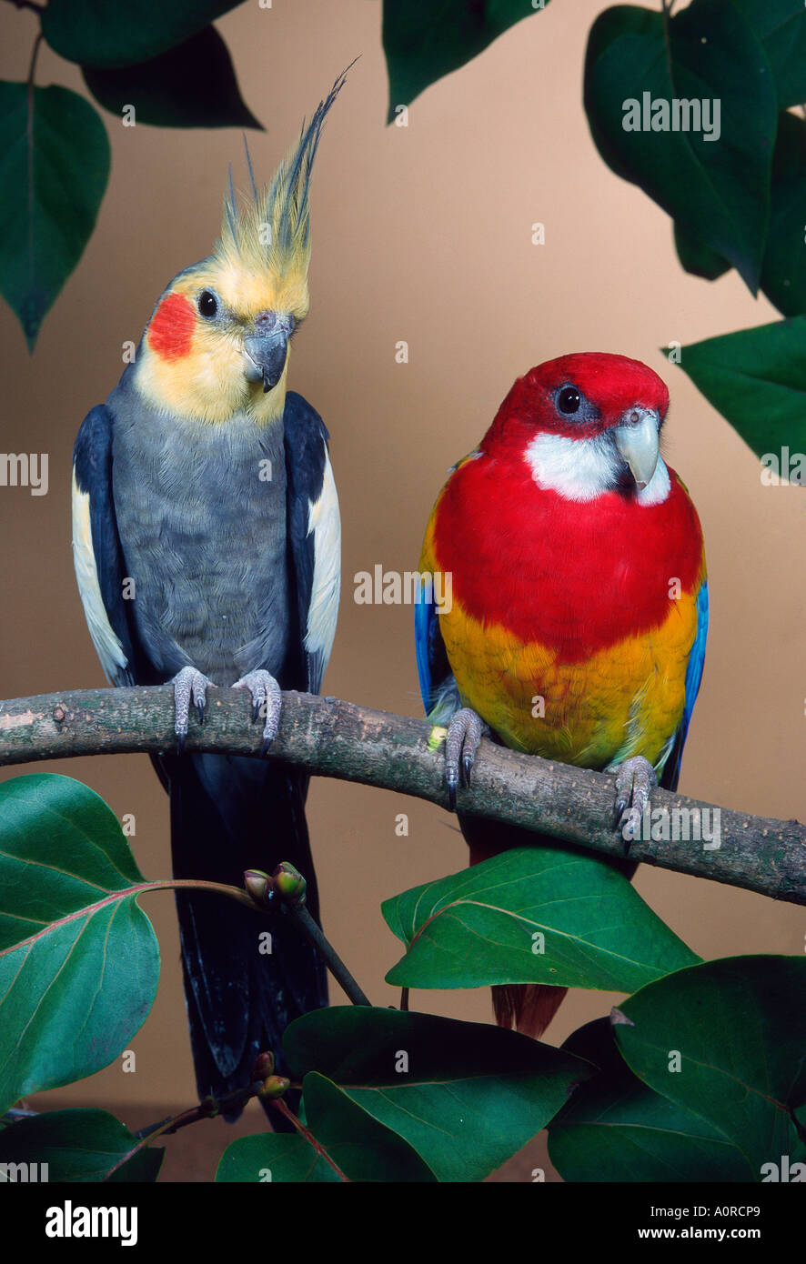 Two cockatiels Fotos und Bildmaterial in hoher Auflösung Alamy