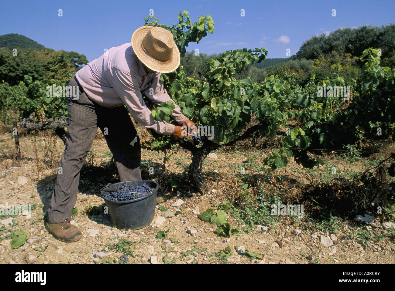 Spanische Saisonarbeiter Kommissionierung Trauben Seguret Region Vaucluse Provence Frankreich Europa Stockfoto