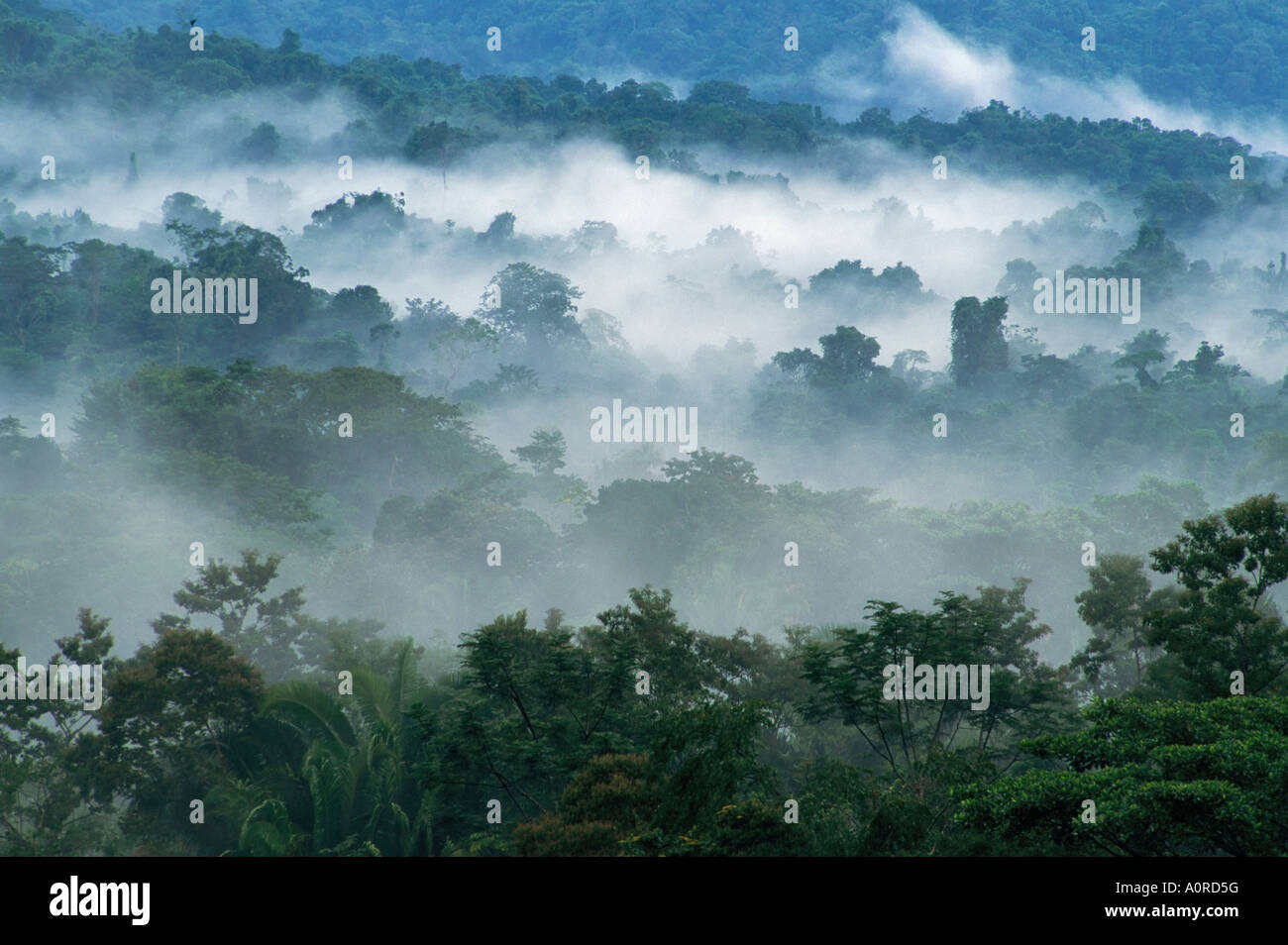 Regenwald von Lubaantun, Maya Mountains Belize Mittelamerika Stockfoto