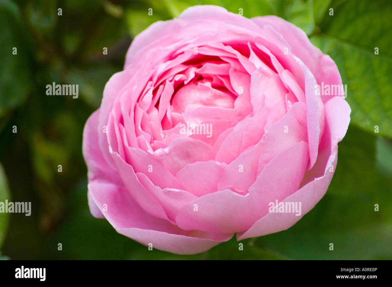 Ein rosa Englisch rose Rosa Constance Spry genommen in June London England Großbritannien Europa Stockfoto