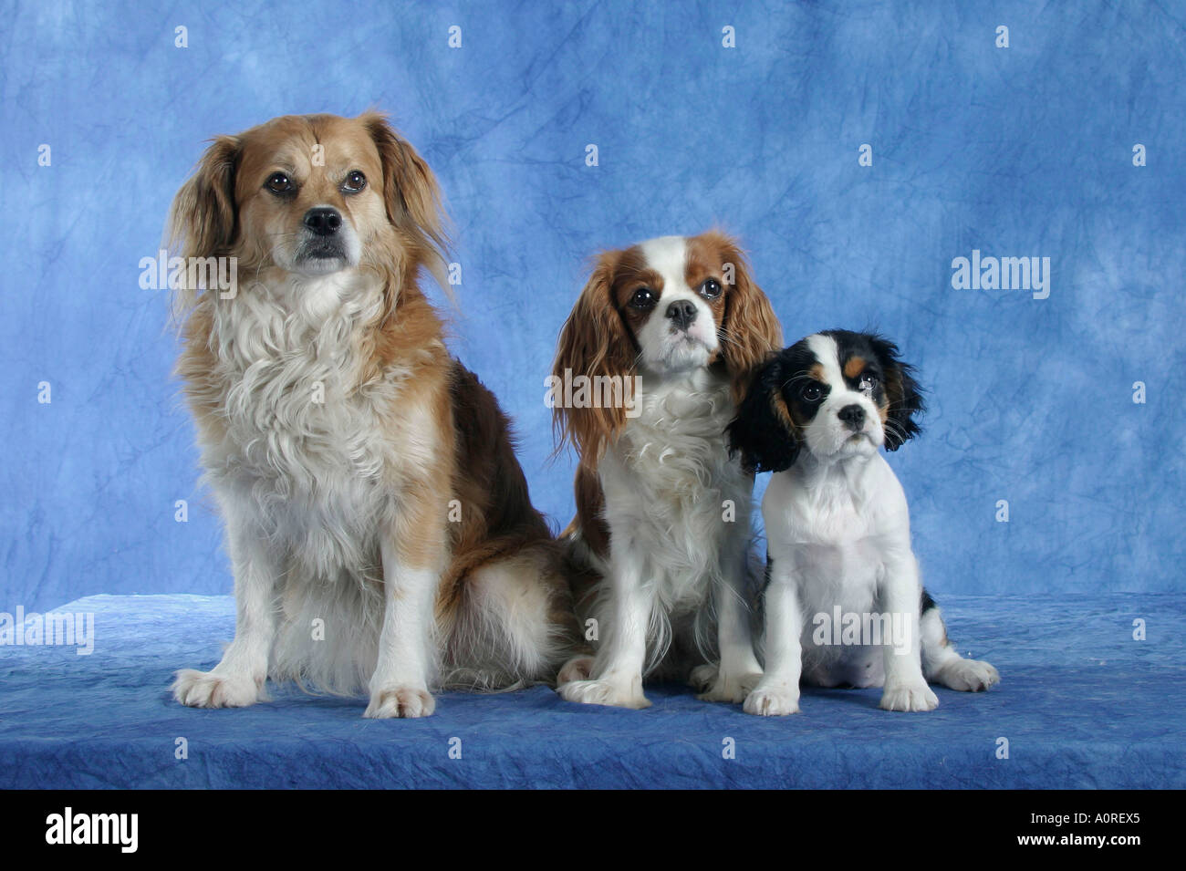 Mischling Hund und Cavalier King Charles Spaniel Stockfotografie - Alamy