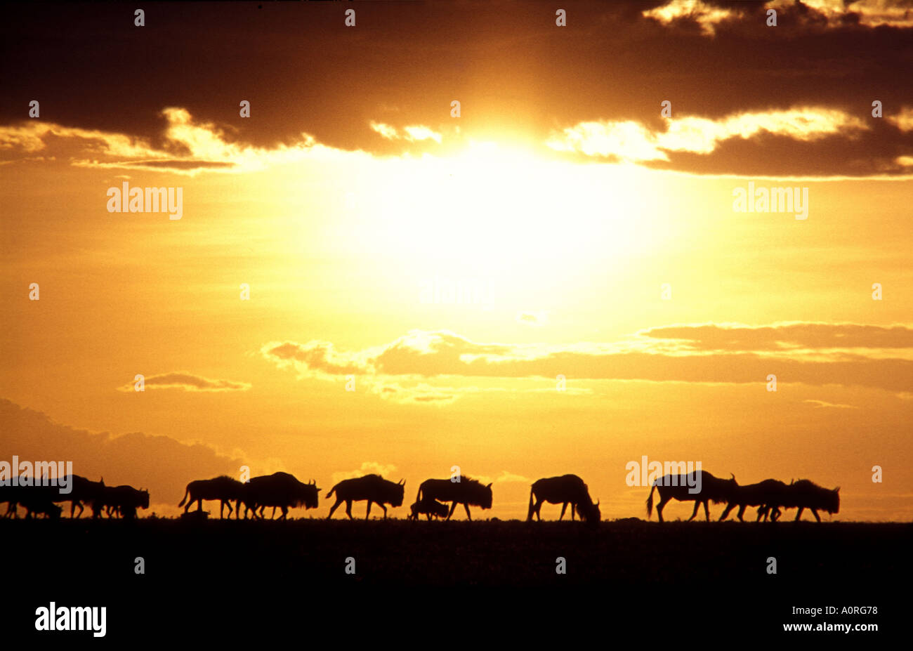 Eine lange Reihe von Gnus Silhouette gegen den Sonnenuntergang in der Masai Mara National Reserve Kenia in Ostafrika Stockfoto