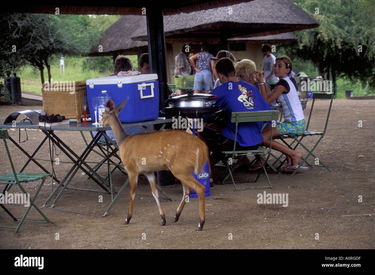 Weibliche Buschbock besuchen einen Campingplatz im Krüger Nationalpark in Südafrika Stockfoto