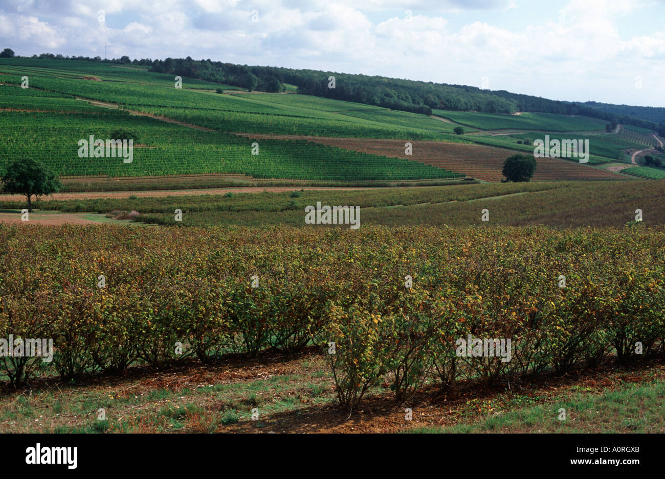 Rollng Weinberge von Marey Les Fussey über Nuits St Georges, Cote d ' or, Burgund, Frankreich Stockfoto