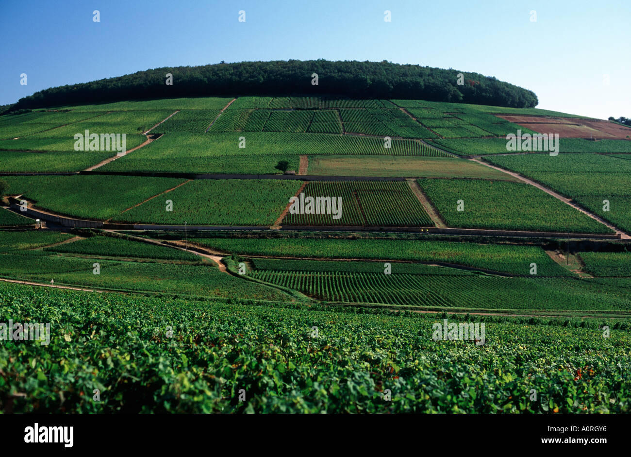 Berühmten grand Cru und premier Cru Weinbergen Aloxe Corton, Côte de Beaune, Burgund, Frankreich Stockfoto