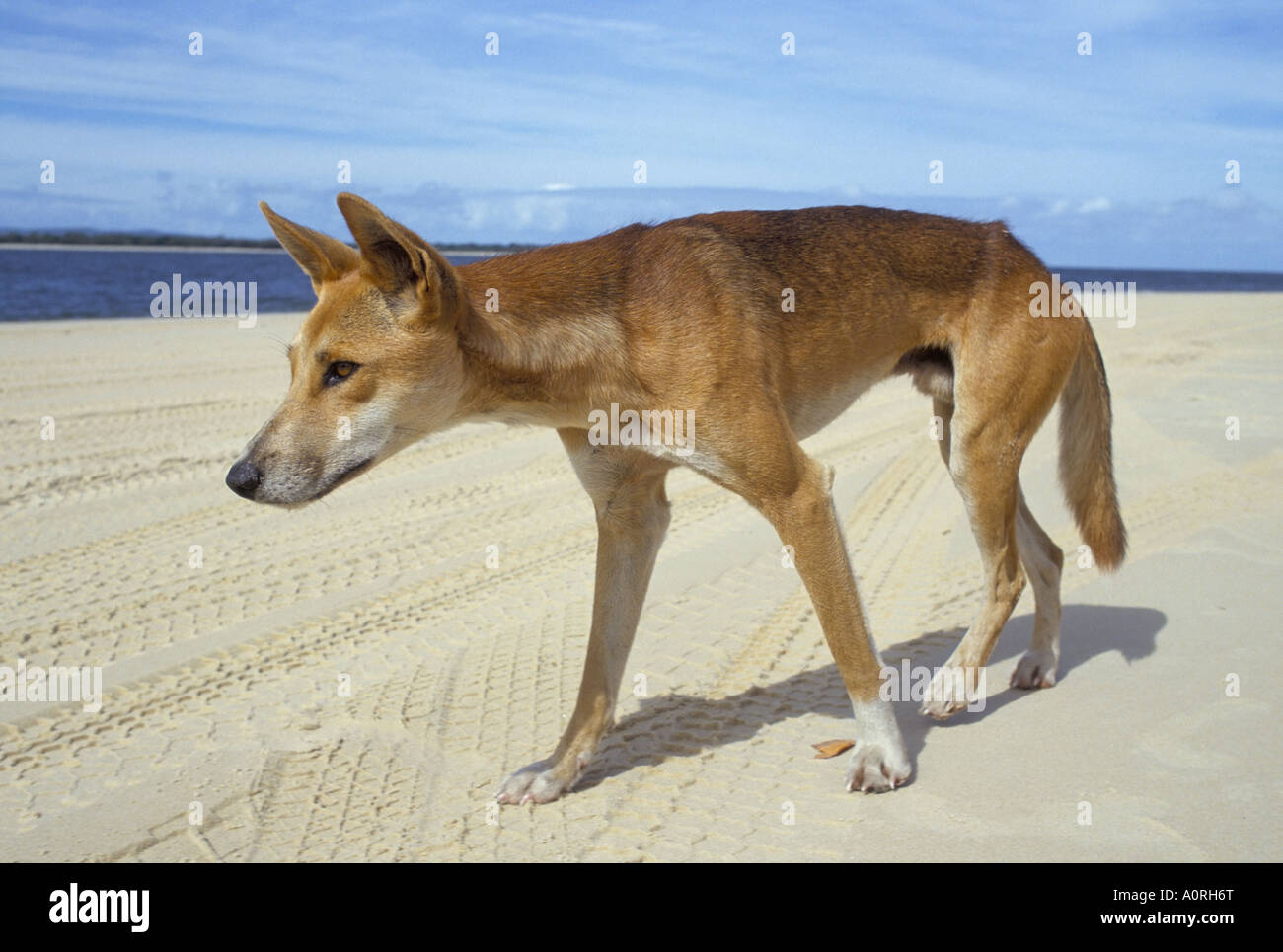 Wilde Dingo am Strand Australien Pazifik Stockfoto