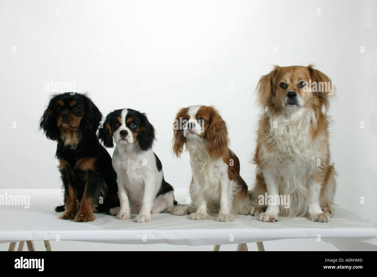 Gemischte Rasse Hund / Cavalier King Charles Spaniel / Mischlingshund Stockfoto