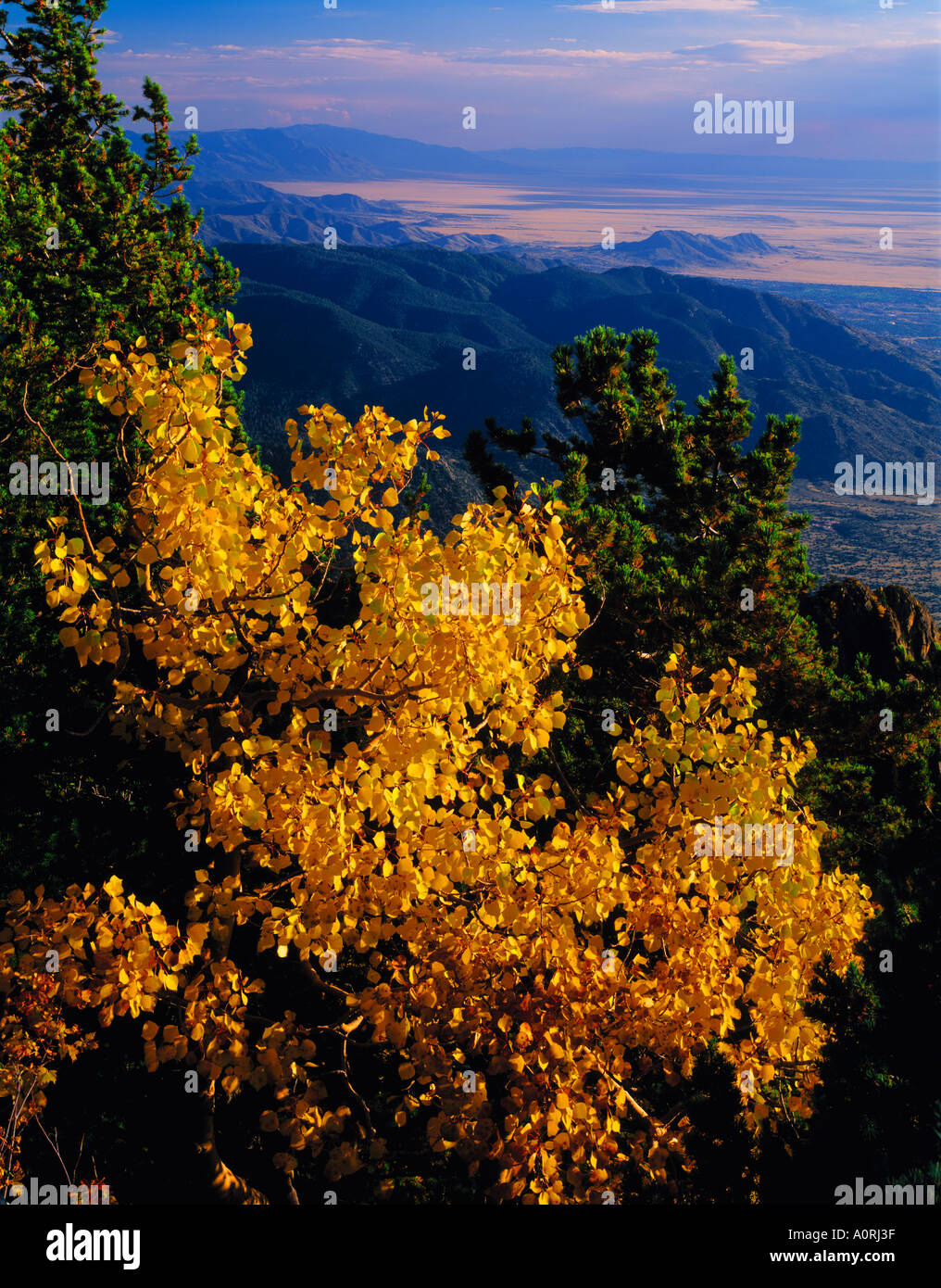 Aspen auf Sandia Peak Santa Fe National Forest New Mexico Stockfoto