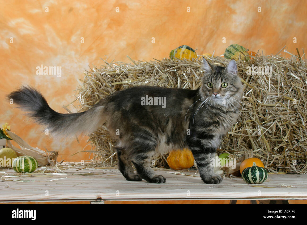 Norwegische Waldkatze Stockfoto