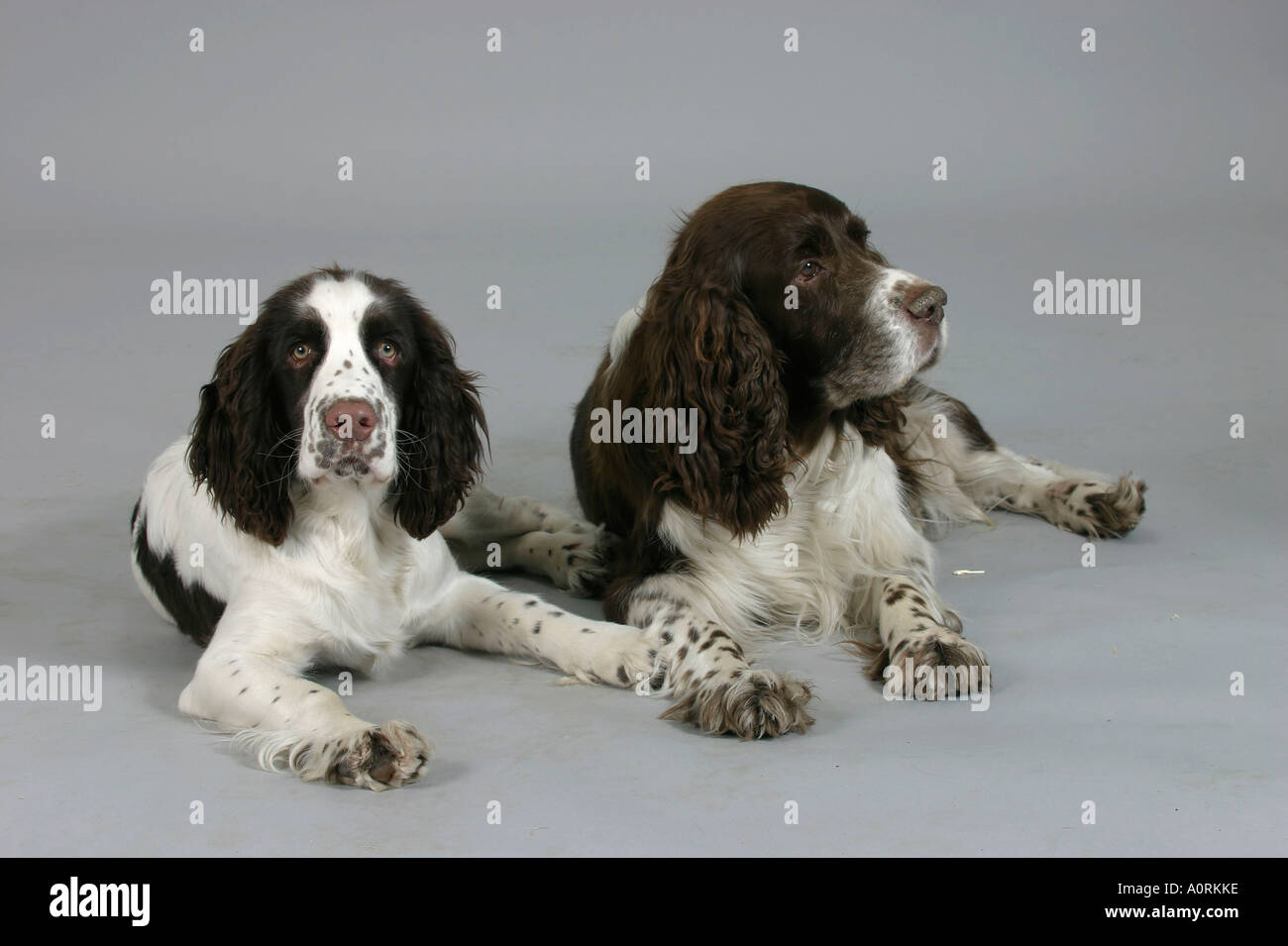 Englisch Springer Spaniel Stockfoto