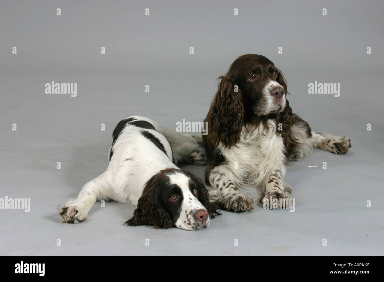 Englisch Springer Spaniel Stockfoto