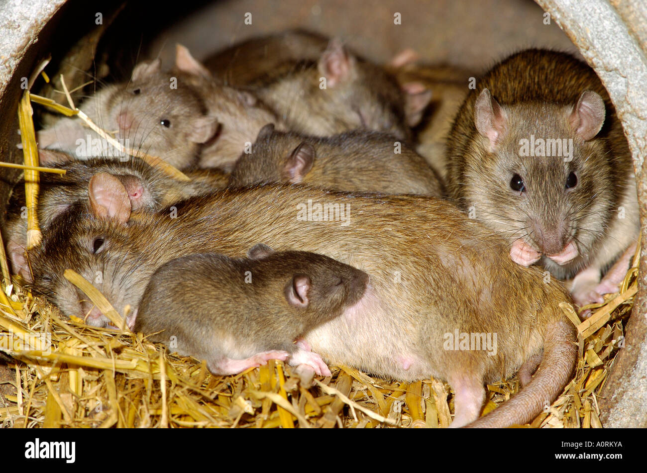 Gemeinsamen Ratte Stockfoto