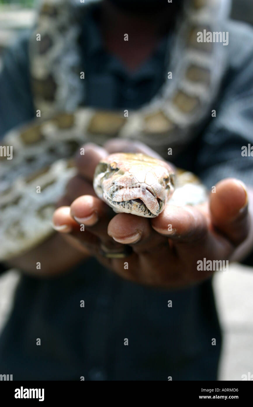 Man Holding Python Schlange Stockfoto