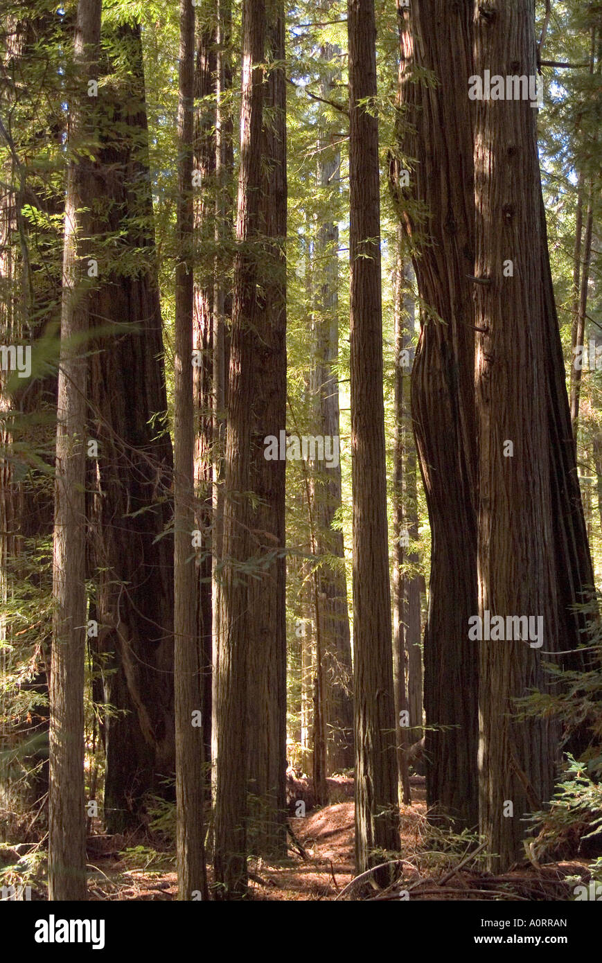 Redwoods Humboldt County Kalifornien Vereinigte Staaten von Amerika Nordamerika Stockfoto