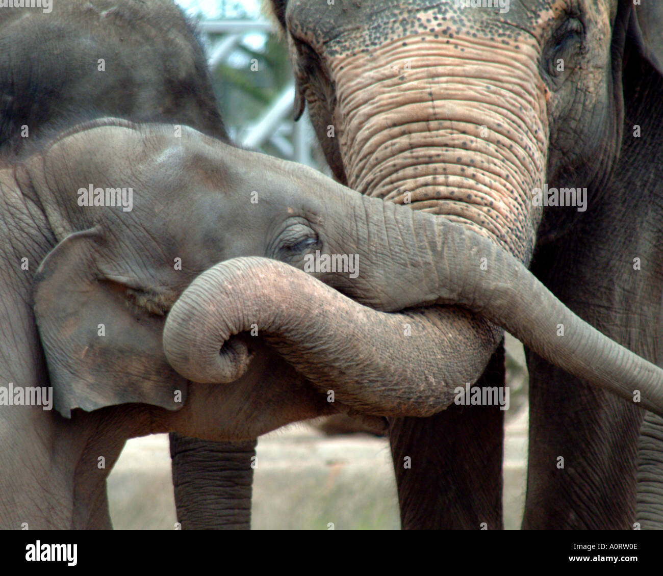 Baby und Mutter Elefant bei Chester Zoo Cheshire England UK Stockfoto