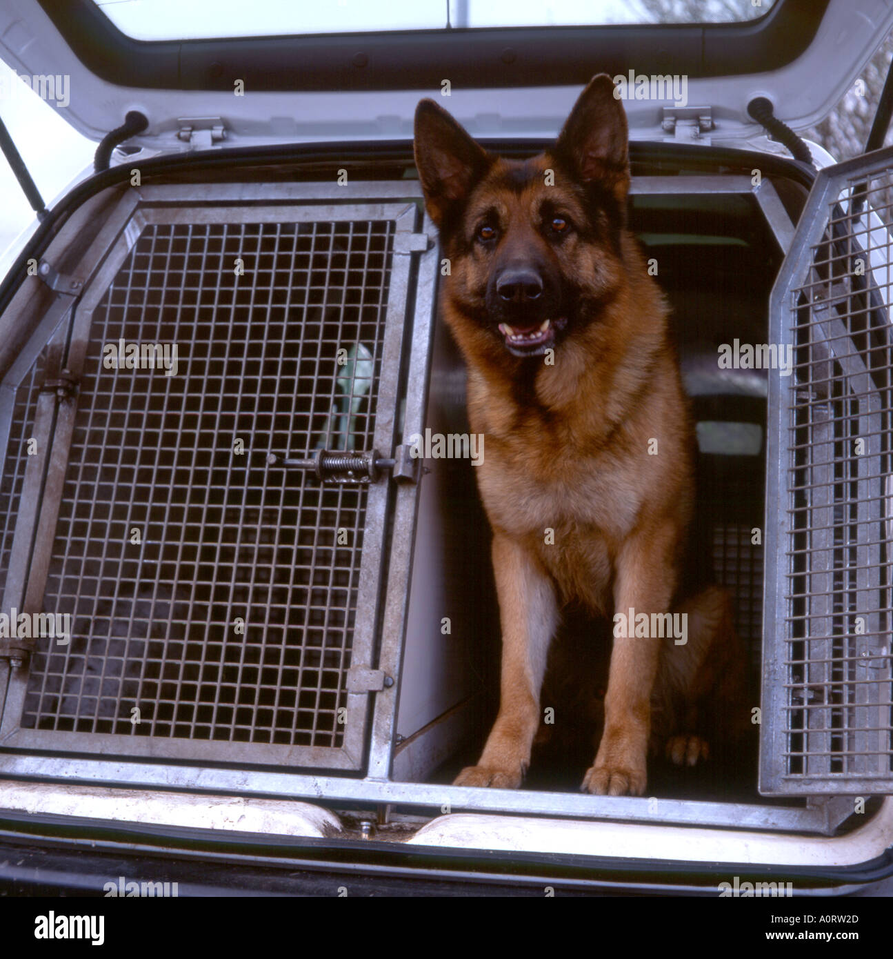 Der elsässische Polizeihund taucht aus dem Polizeihund-Van auf Stockfoto
