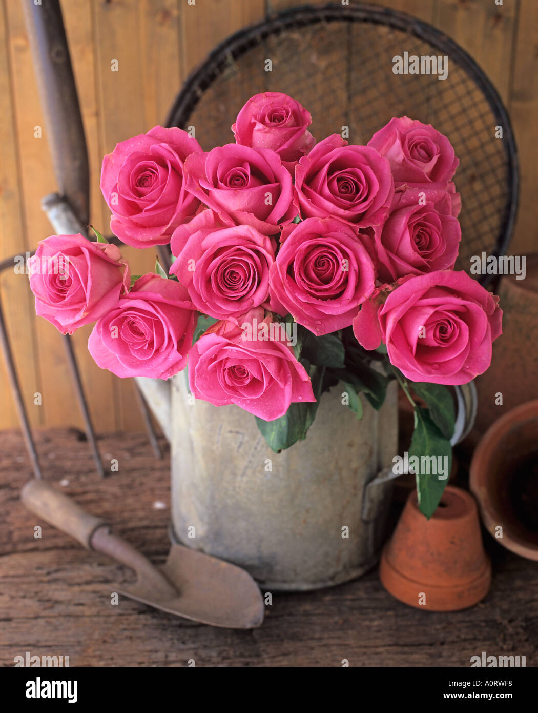 Garten Gießkanne Stillleben rosa Rosen Stockfoto