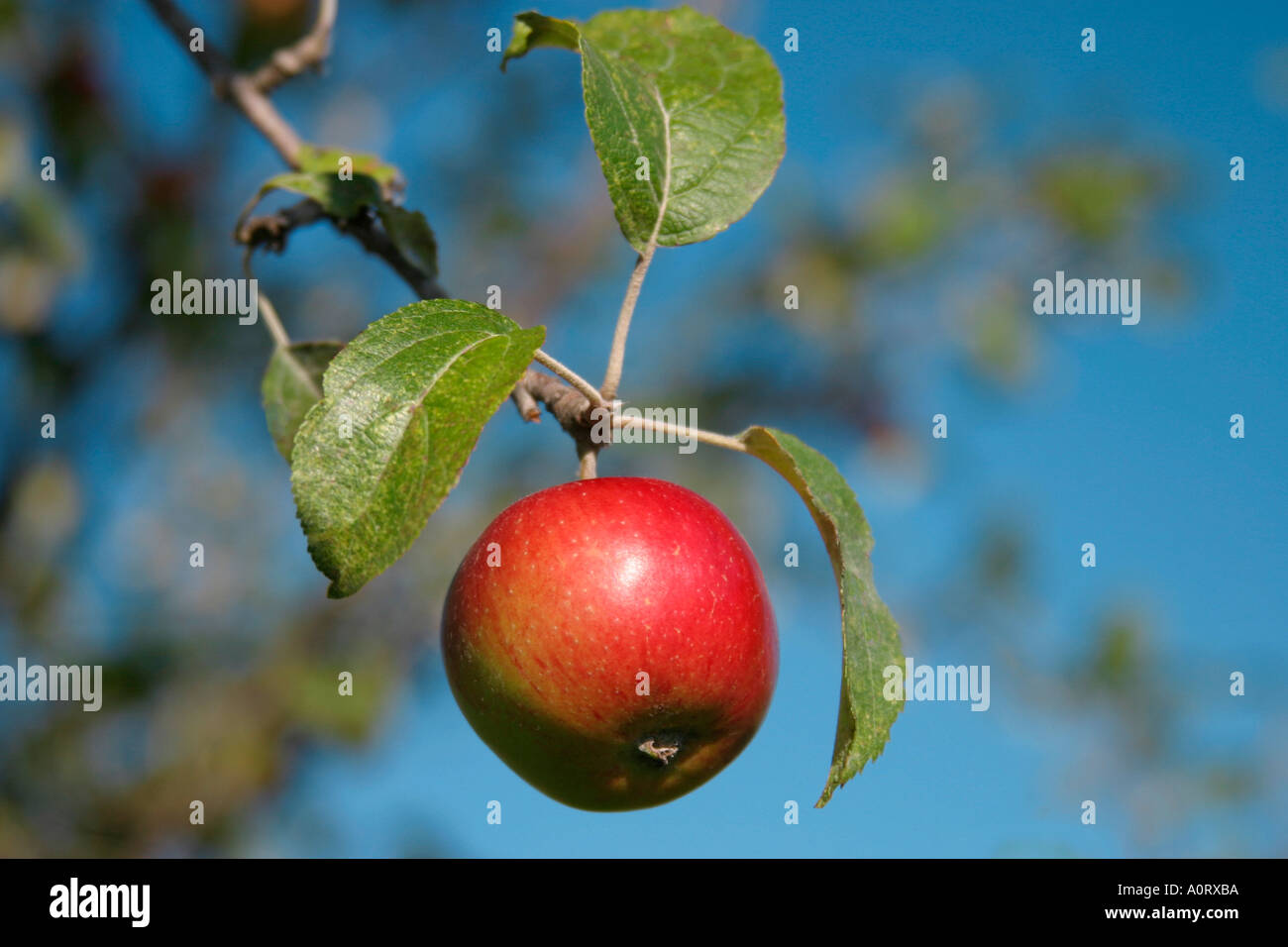 Glänzenden roten und grünen Apfel hängen von einer Apple-Ast in einem Obstgarten Stockfoto