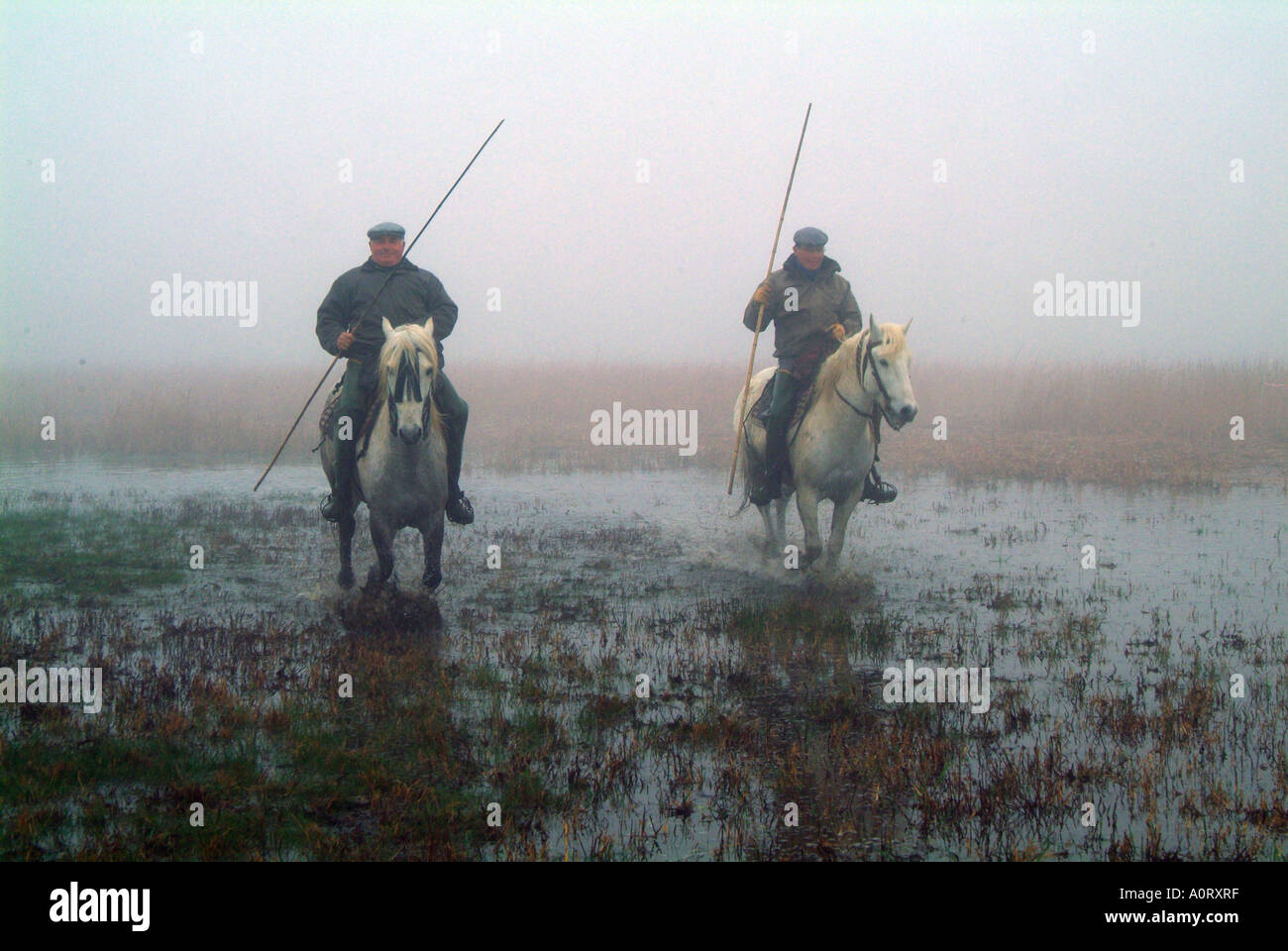 Vormund / Camargue Stockfoto