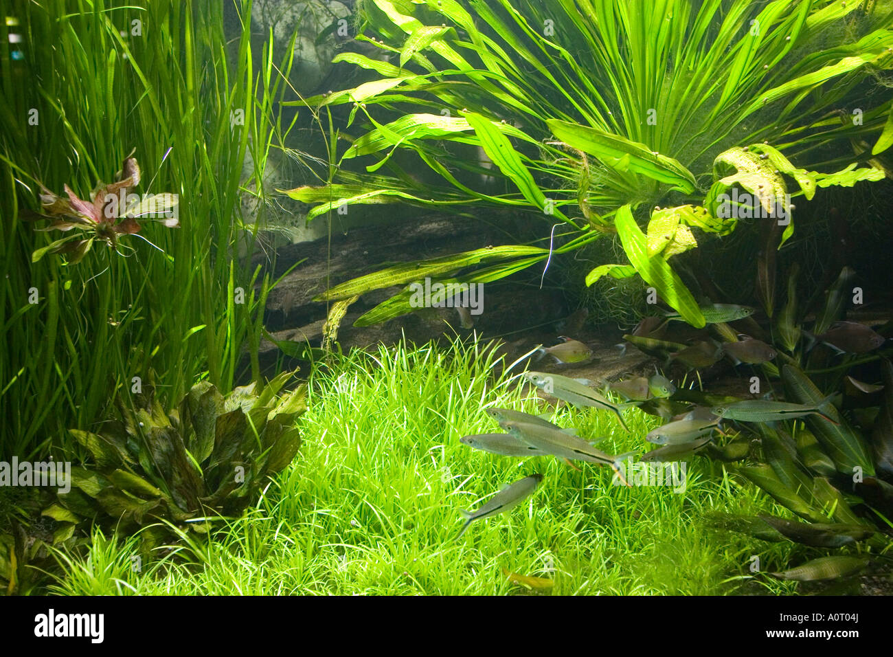FischAquarium im Wilhelma Zoo und Botanischer Garten Stuttgart Baden