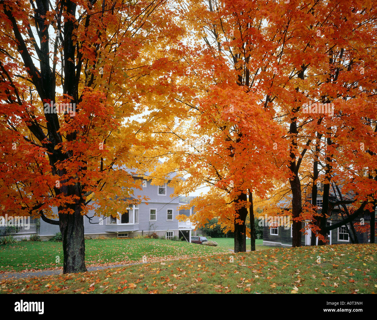 Farbige Blätter und Haus Stockfoto