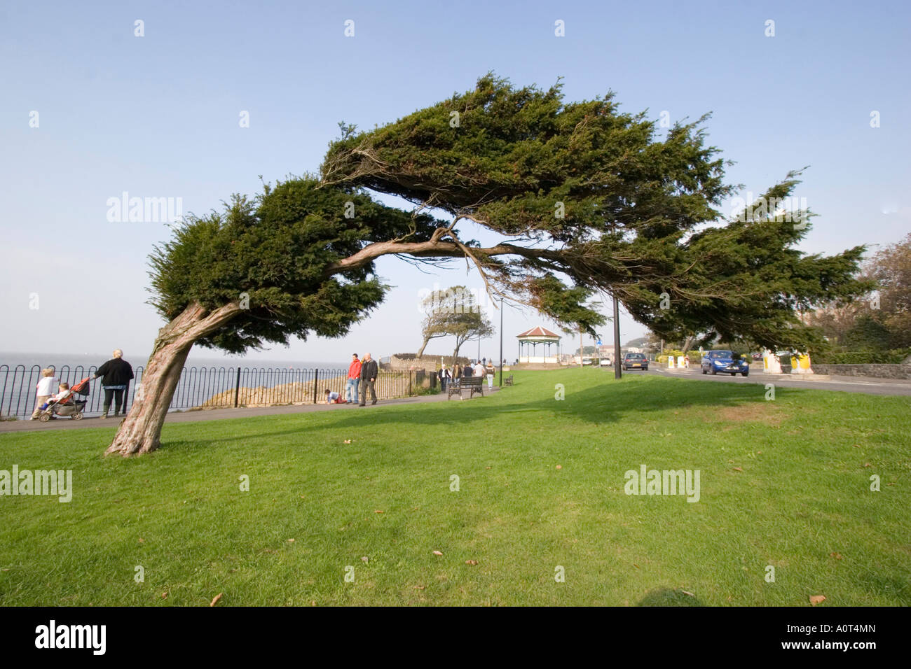 Baum am Clevedon in Somerset gebogen durch die vorherrschenden Winde Stockfoto