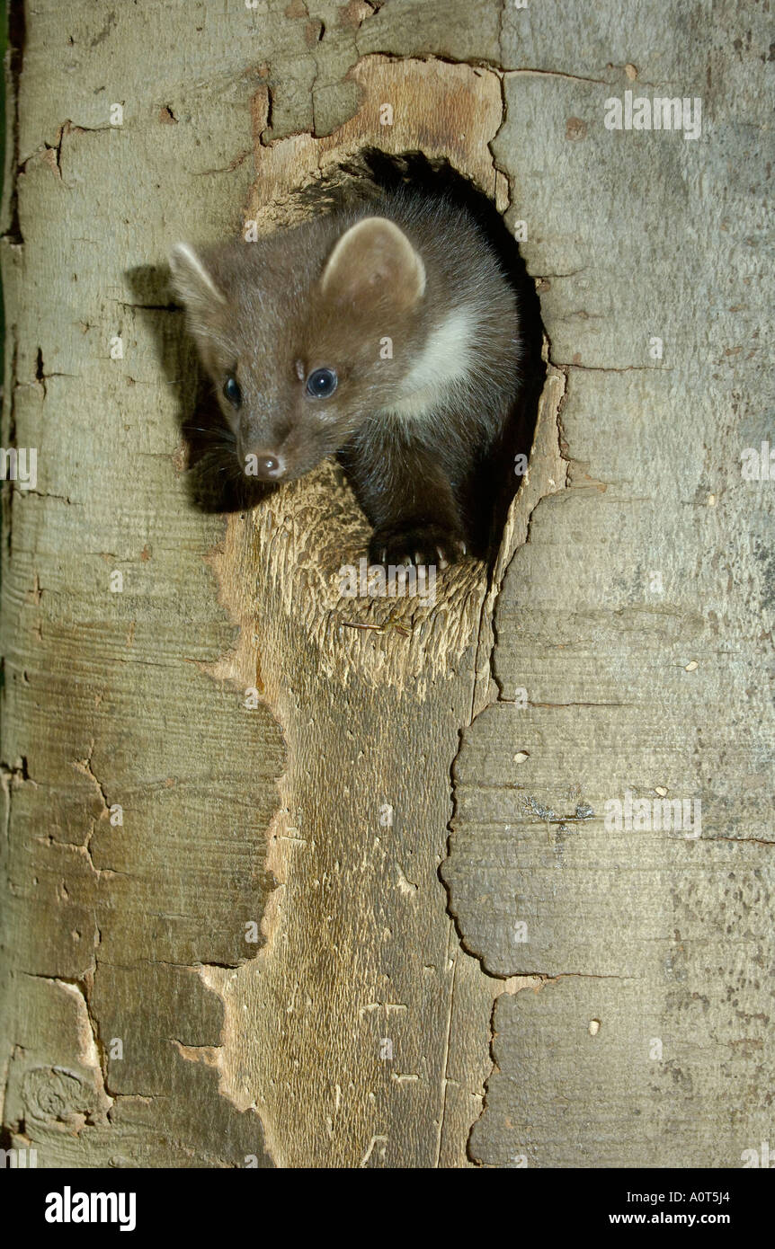 Baummarder Stockfoto