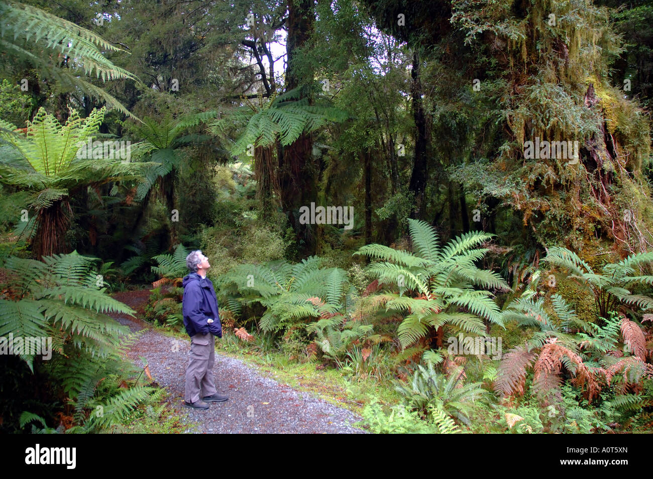 Mann im gemäßigten Regenwald mit Baumfarnen Monro Beach track Westland Nationalpark Neuseeland Herr Stockfoto