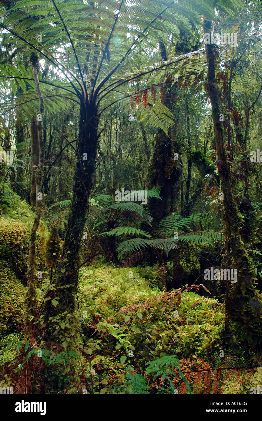 Baumfarne in gemäßigten Regenwald in der Nähe von Haast Süd-Insel Neuseeland Stockfoto