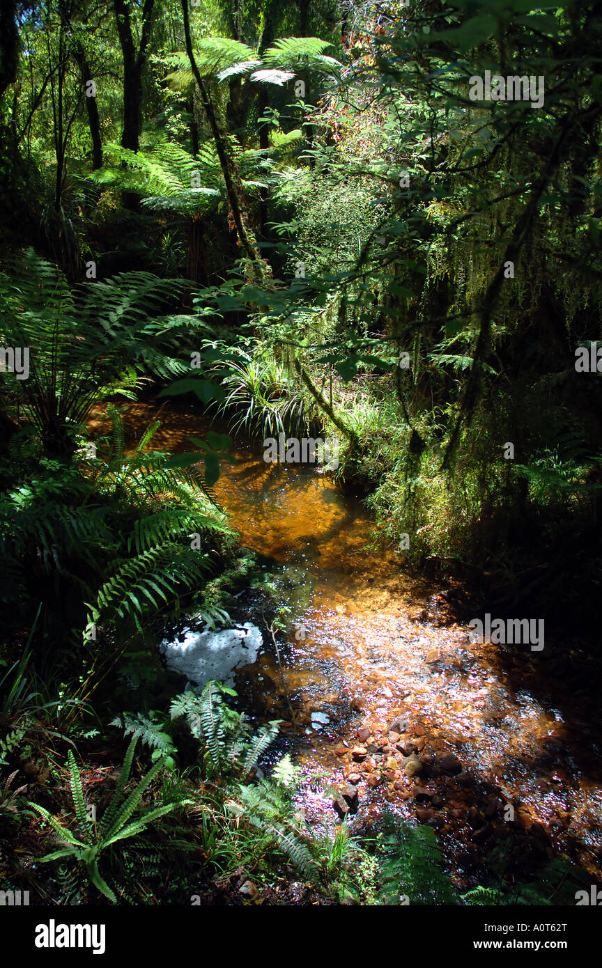 Süßwasser-Stream im gemäßigten Regenwald entlang der Strecke nach Monro Beach nördlich von Haast Südinsel Neuseeland Stockfoto