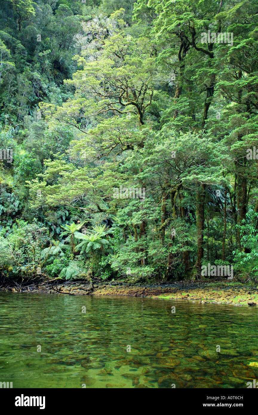 Gemäßigter Regenwald an der Küste entfernten Doubtful Sound Fiordland Nationalpark Neuseelands Stockfoto