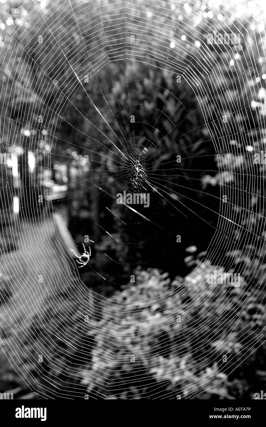 Eine Spinne spinnt ihr Netz zwischen Büschen in einem vorstädtischen Garten Suffolk UK Stockfoto