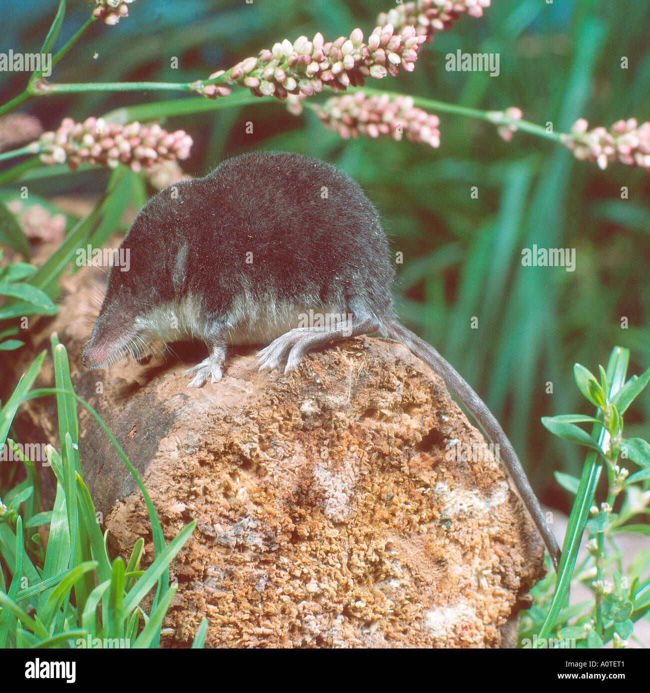 European water shrew Fotos und Bildmaterial in hoher Auflösung Alamy